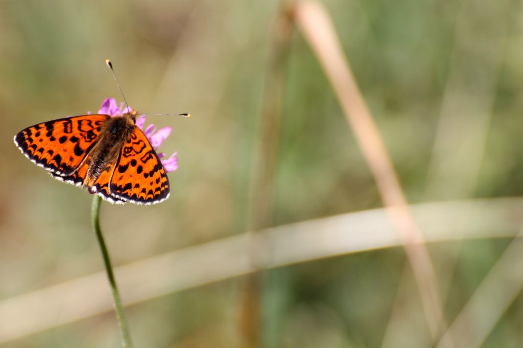 Melitaea didyma? S